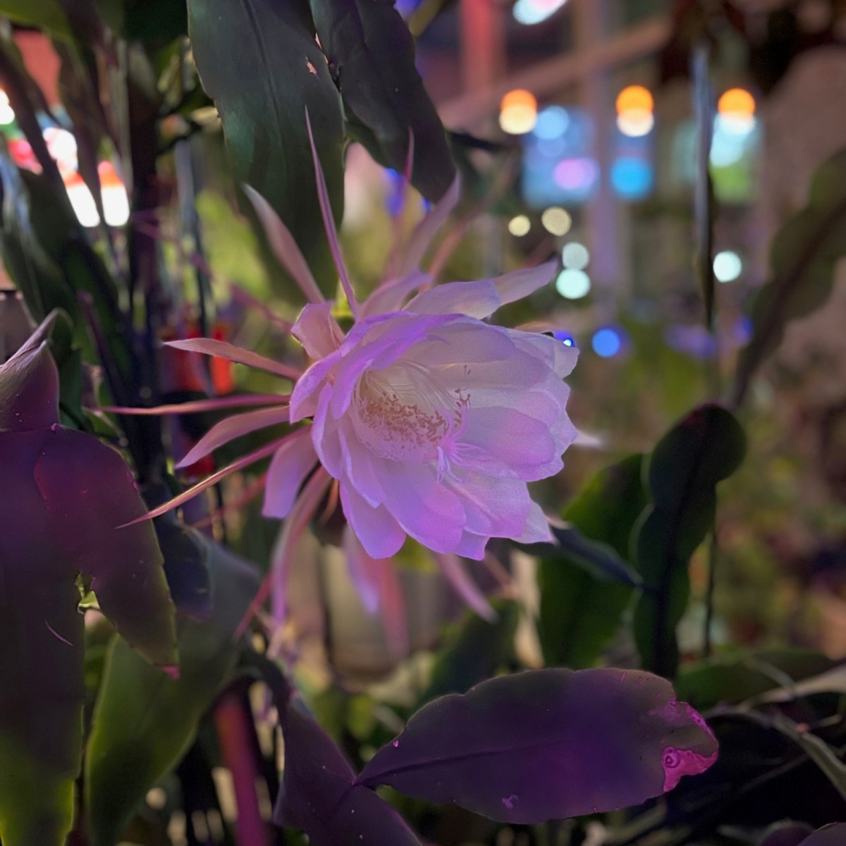 Queen of the&nbsp;Night